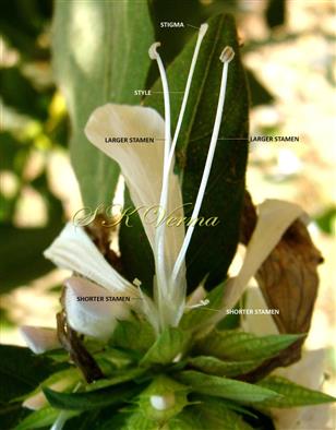  Flower opened showing didynamous stamens and pistil